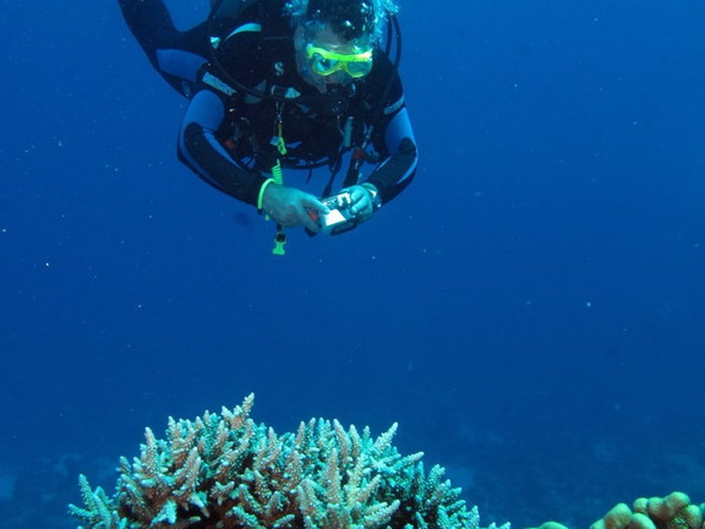 A diver pauses over a Red Sea coral reef, exactly the kind of shallow, sunlit scene a first dive is built around.