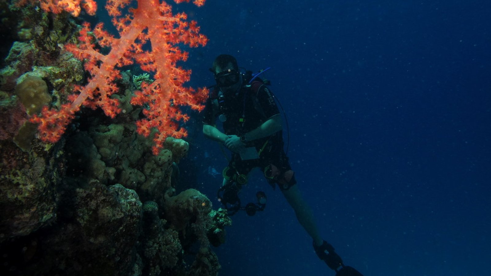 Your First Scuba Dive in the Red Sea: What Discover Scuba Diving Is Really Like