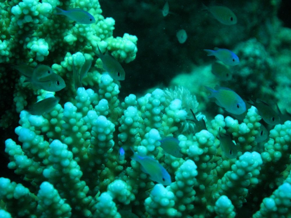 A school of damselfish sheltering in coral near the Red Sea coast.