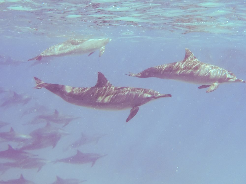 A spinner dolphin in Red Sea waters near Egypt, the same species that rests in the protected lagoon at Sha'ab Samadai.