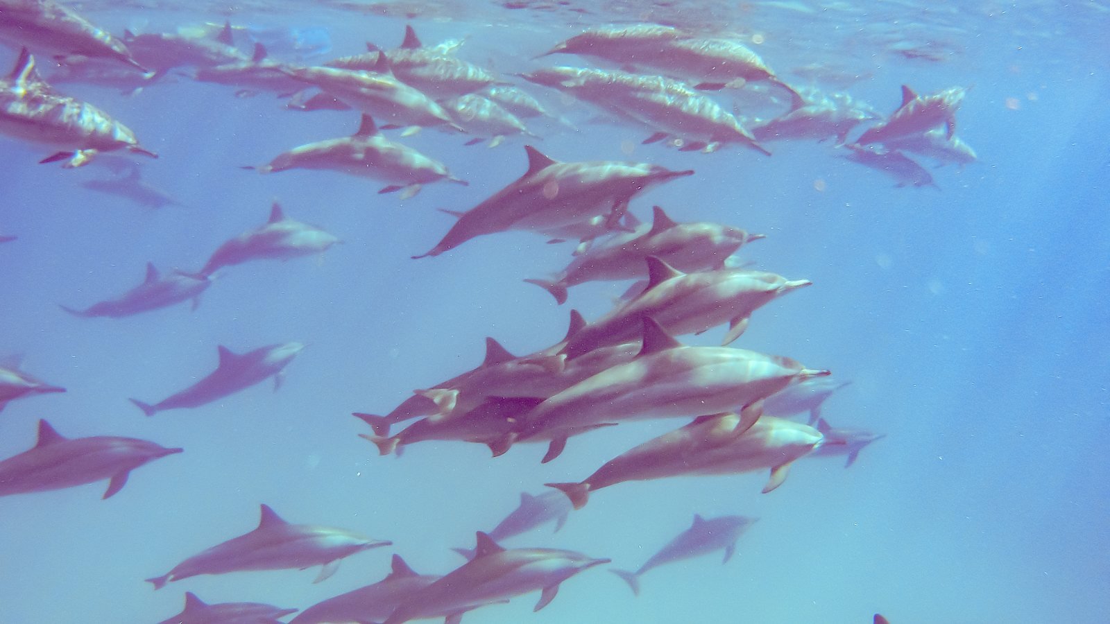 Wild or in a Pool: The Honest Guide to Red Sea Dolphin Encounters