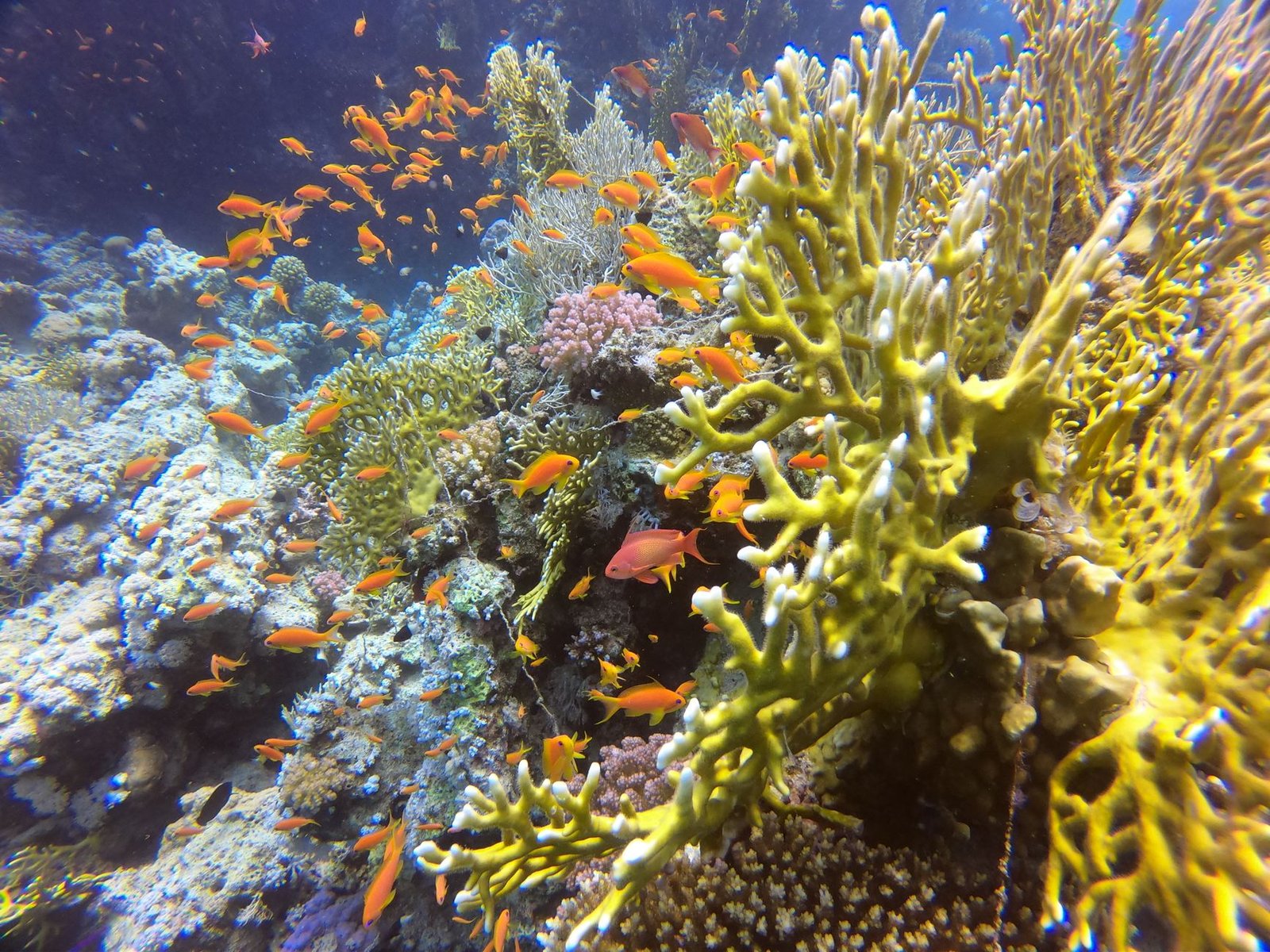 Giftun Island Snorkeling