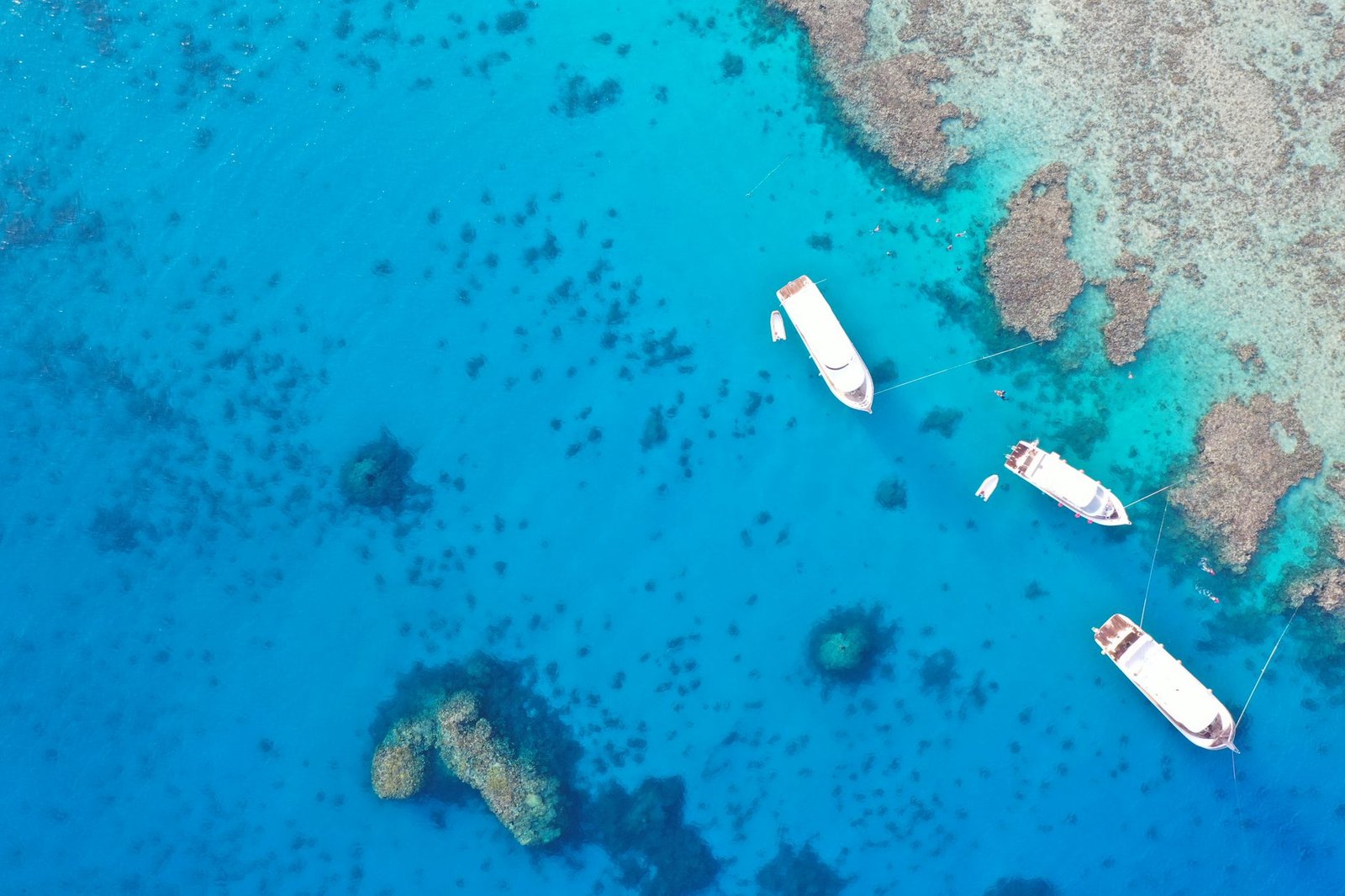 Dolphin House Snorkeling Trip
