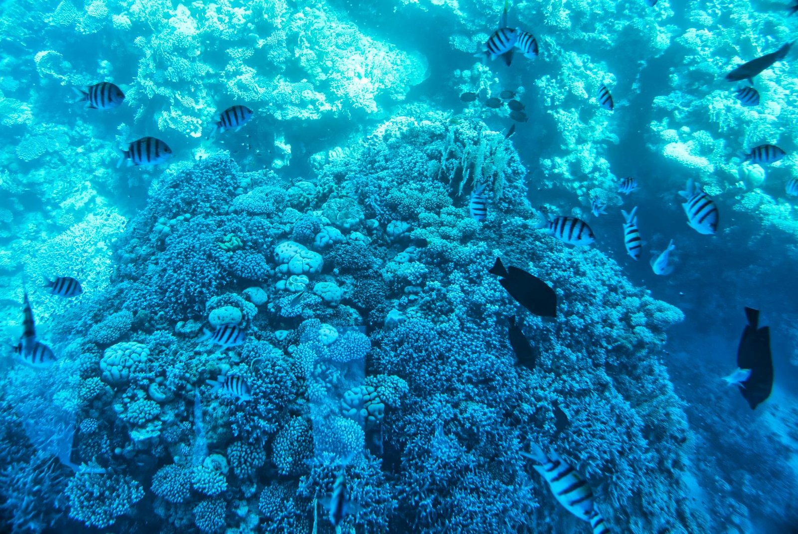 Sharm El Naga Bay Snorkeling