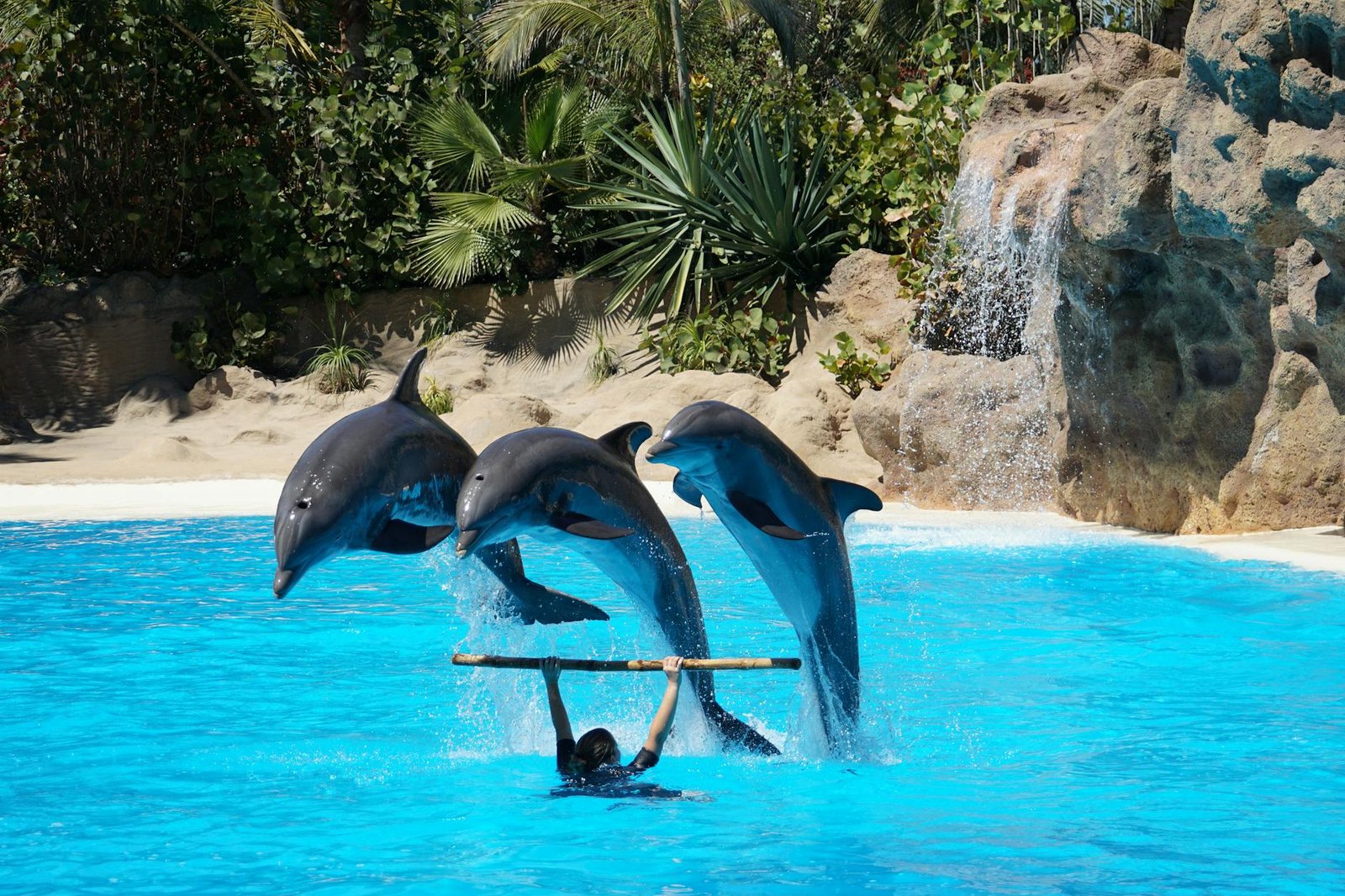 Dolphin Show