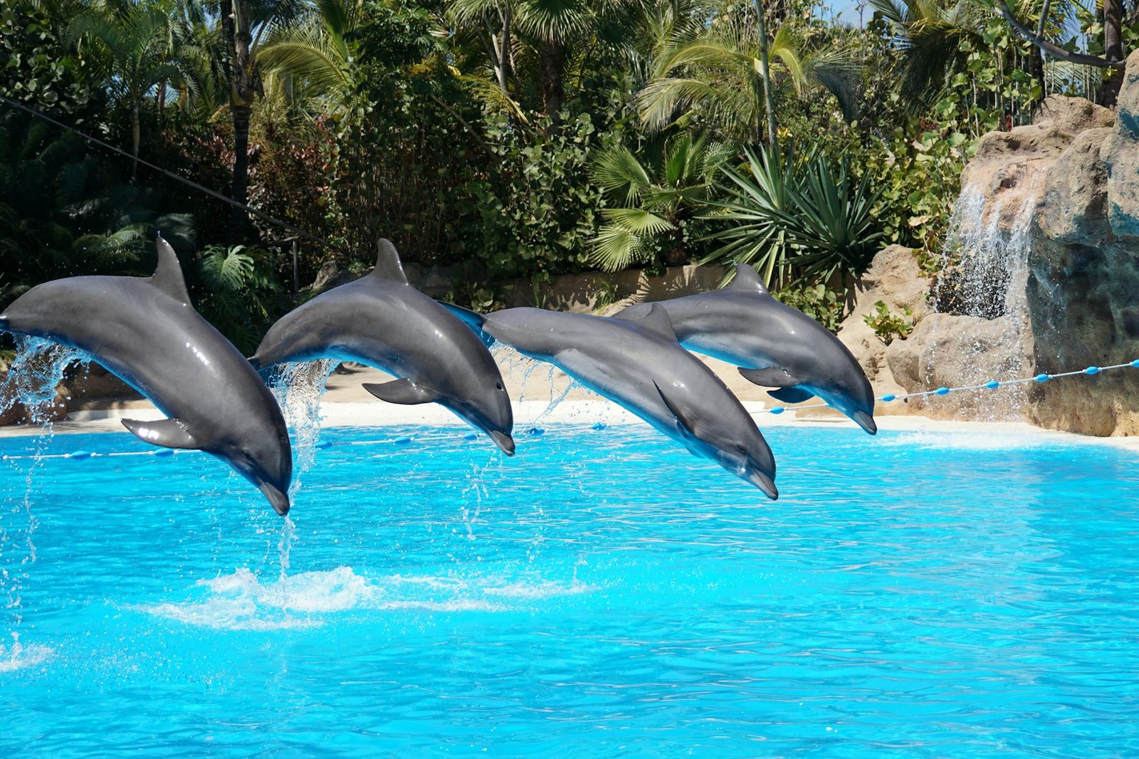 Swimming with Dolphins (Pool)