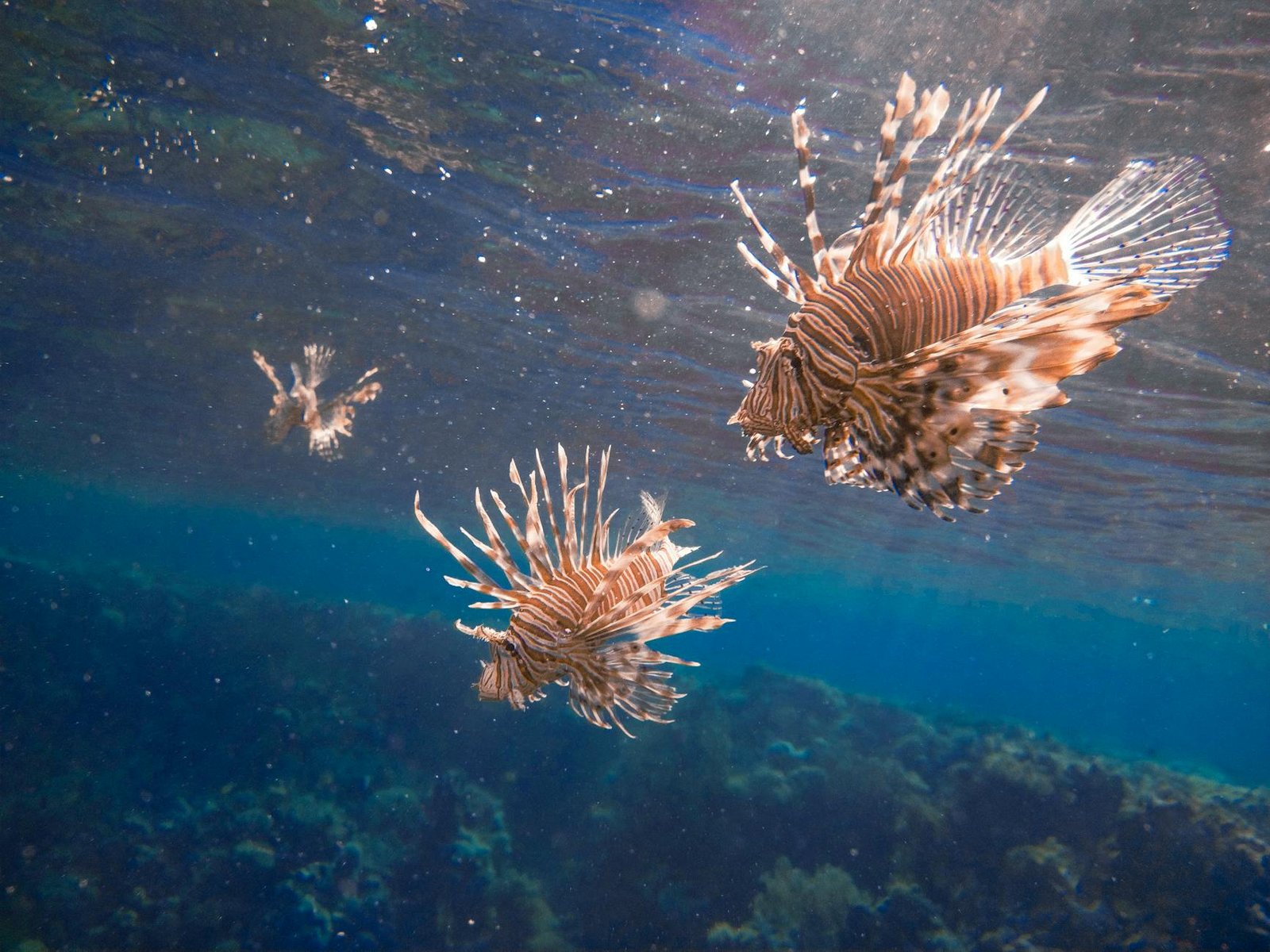 Introduction Diving (1 Dive)